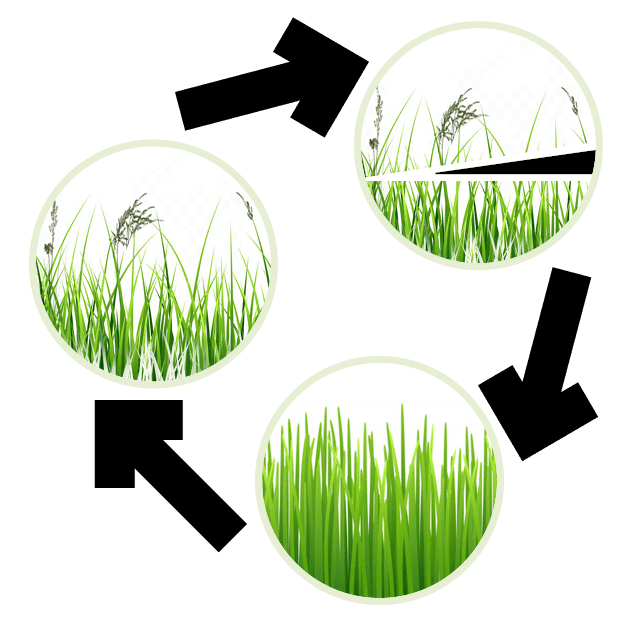 Mowed Grass cycle